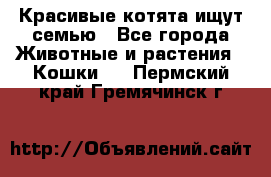 Красивые котята ищут семью - Все города Животные и растения » Кошки   . Пермский край,Гремячинск г.